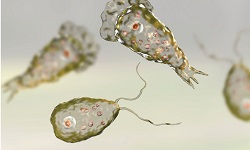 Naegleria fowleri